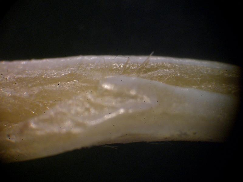 Middle part of first gonopod in Calappa aff. tuberculata.JPG